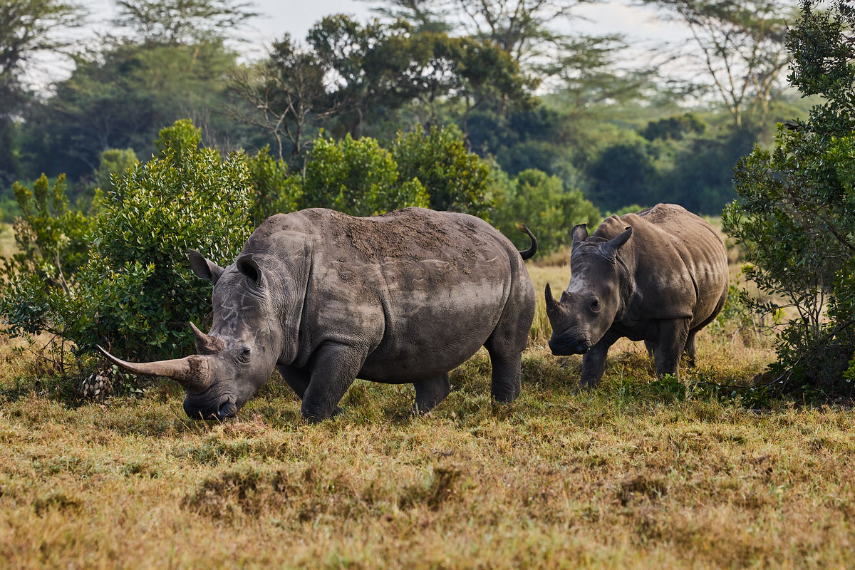 Rhino pair, Kenya