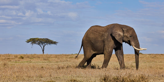 Elephant on the plain, Kenya