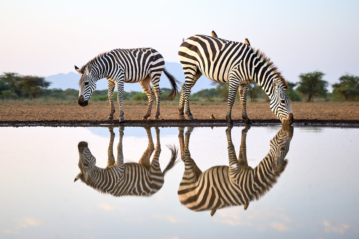 Zebra reflection, Kenya