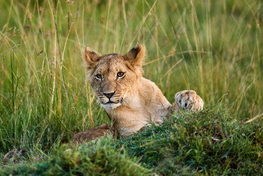 Peek-a-boo, Kenya