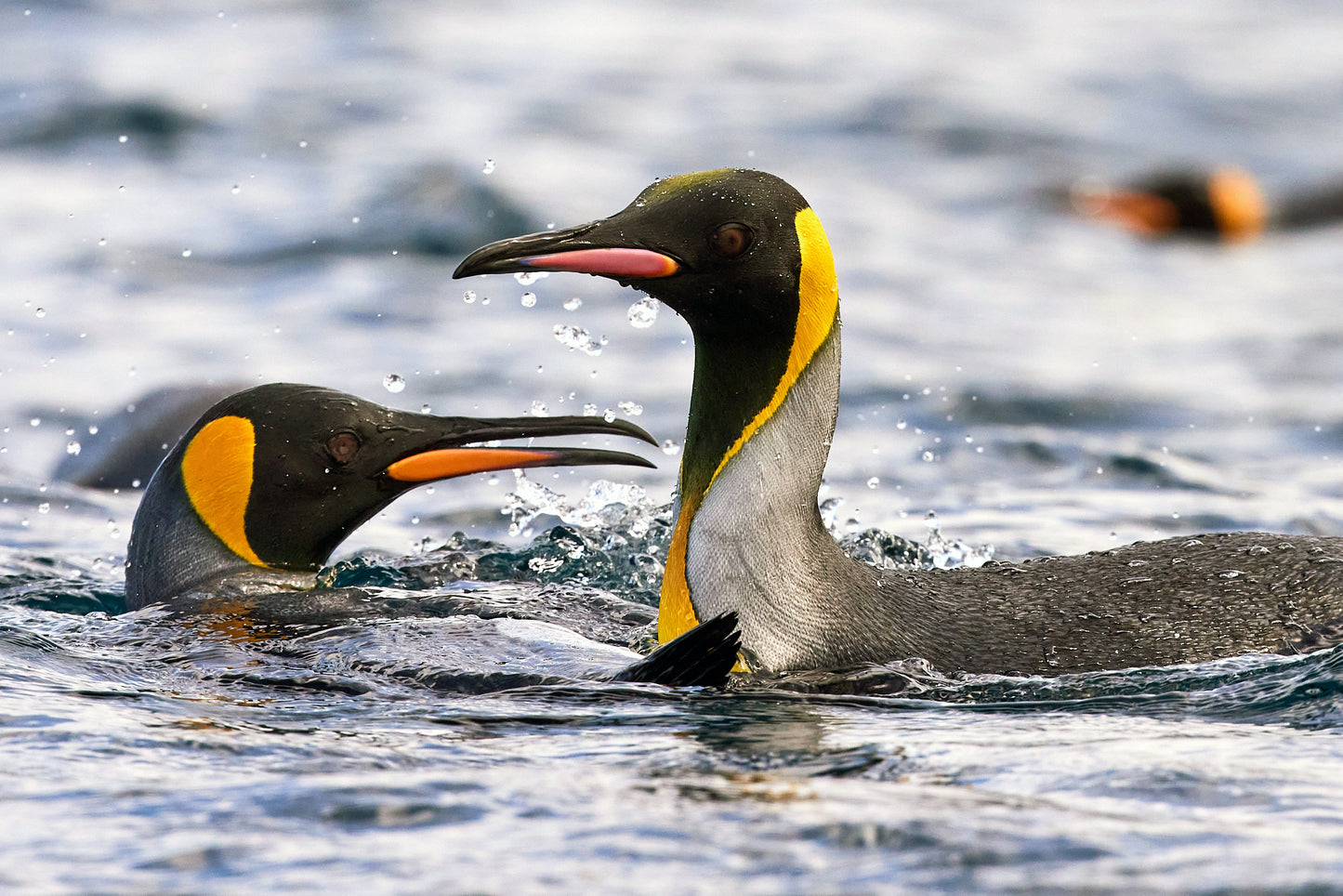 King penguins - Macquarie Island