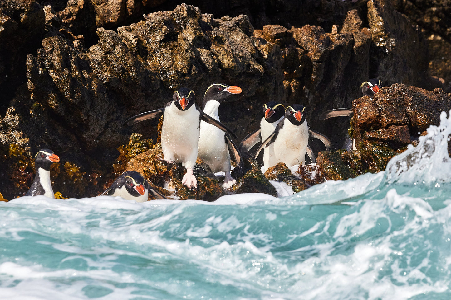 Snares Crested Penguin, The Snares : Subantarctica Islands