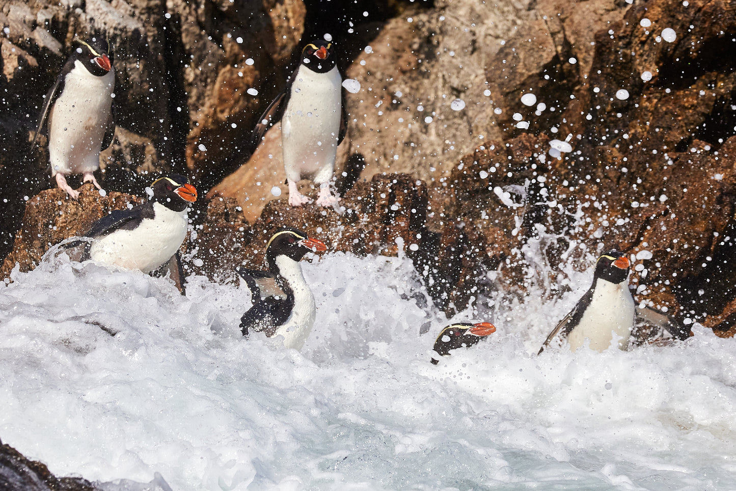 Snares Crested Penguin 2, The Snares : Subantarctica Islands