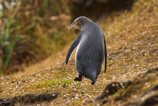 Yellow-eyed penguin 2 - Enderby Island : Subantarctic Islands