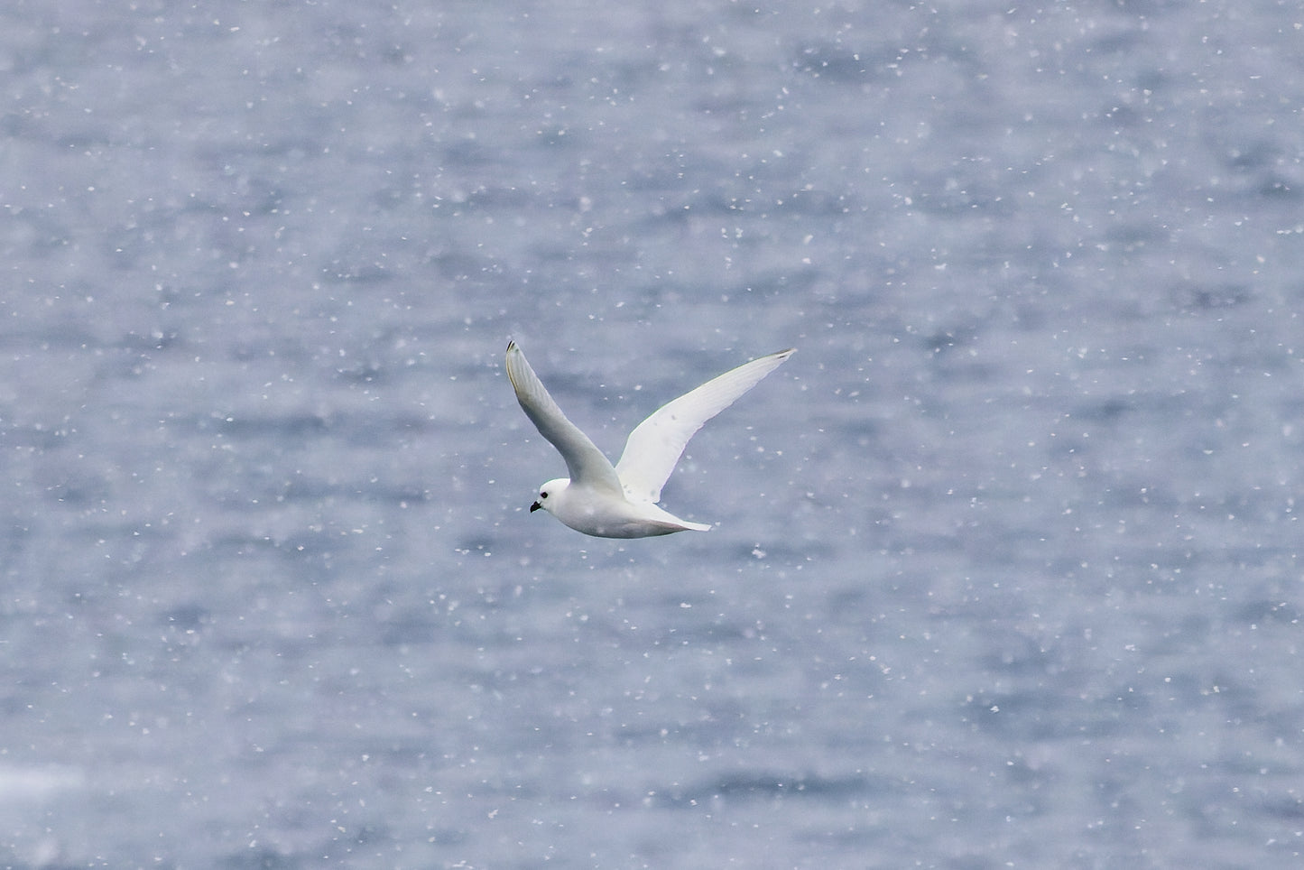 Snow petrel - Ross Sea, Antarctica