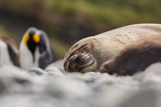 Snooze - Seal, Macquarie Island : Subantarctic Islands
