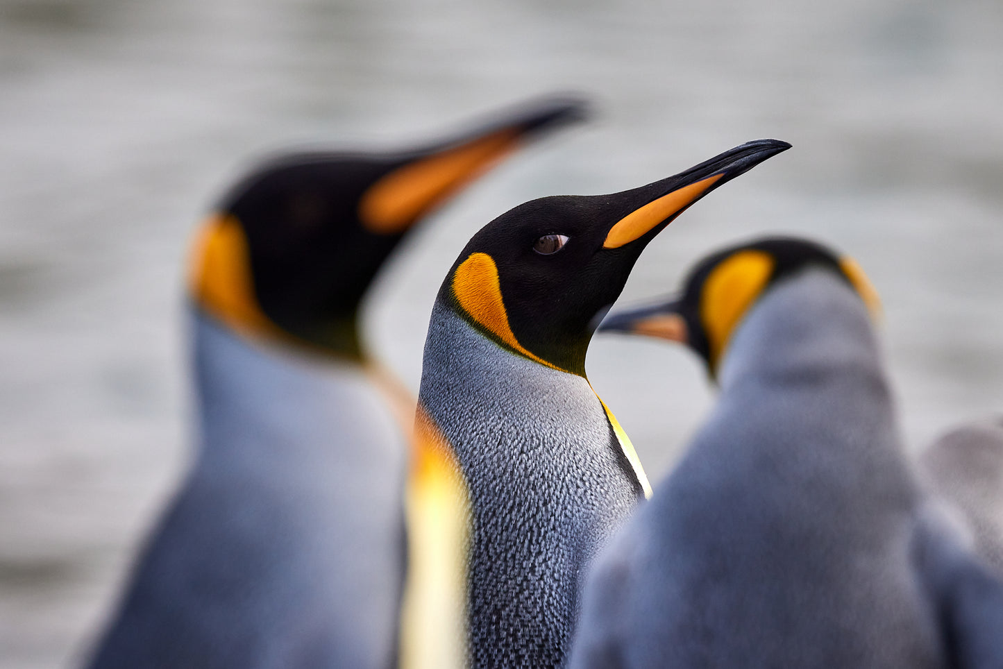 Proud king - King Penguins, Macquarie Island