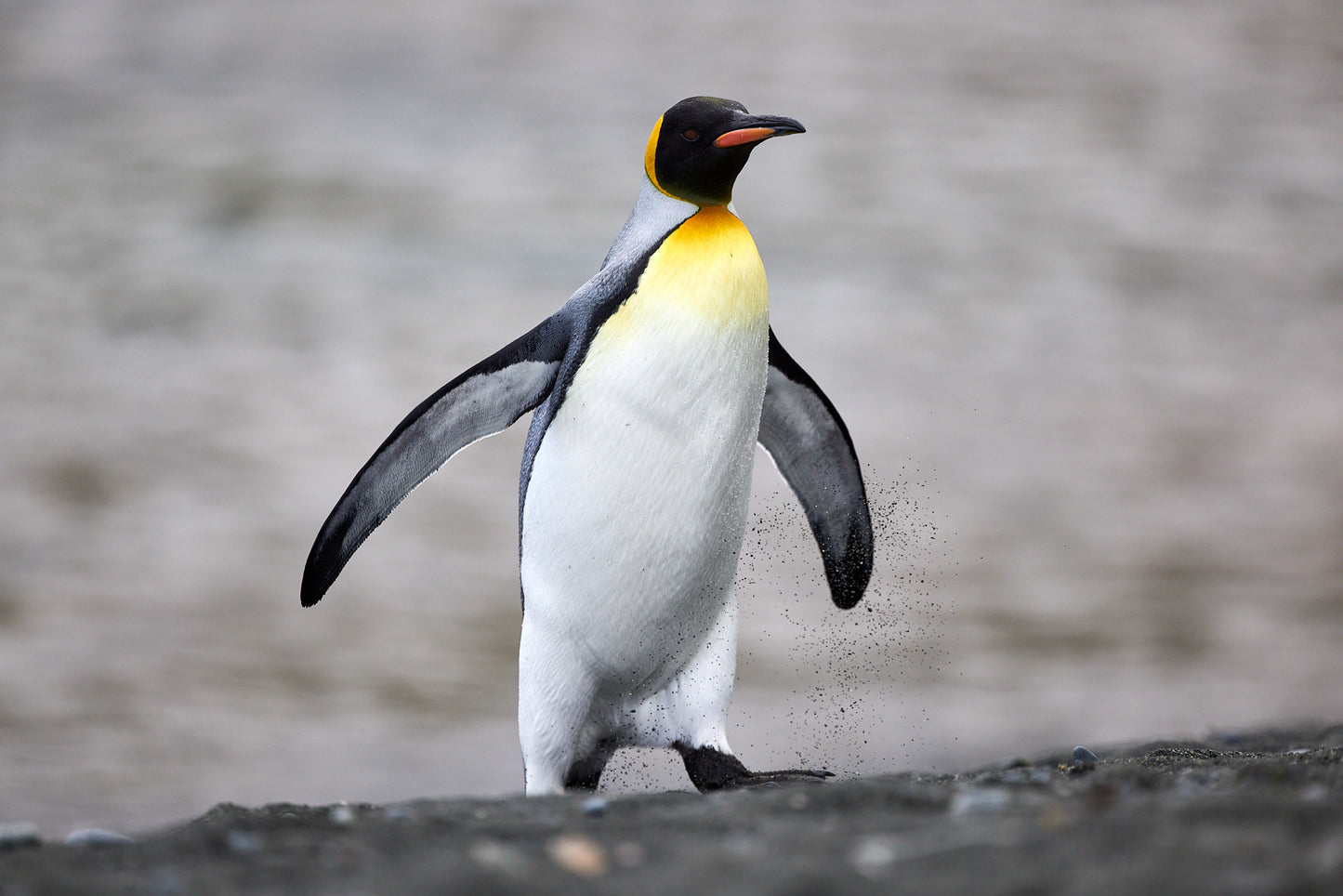 King penguin 2 - Macquarie Island