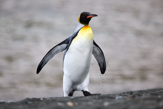 King penguin 4