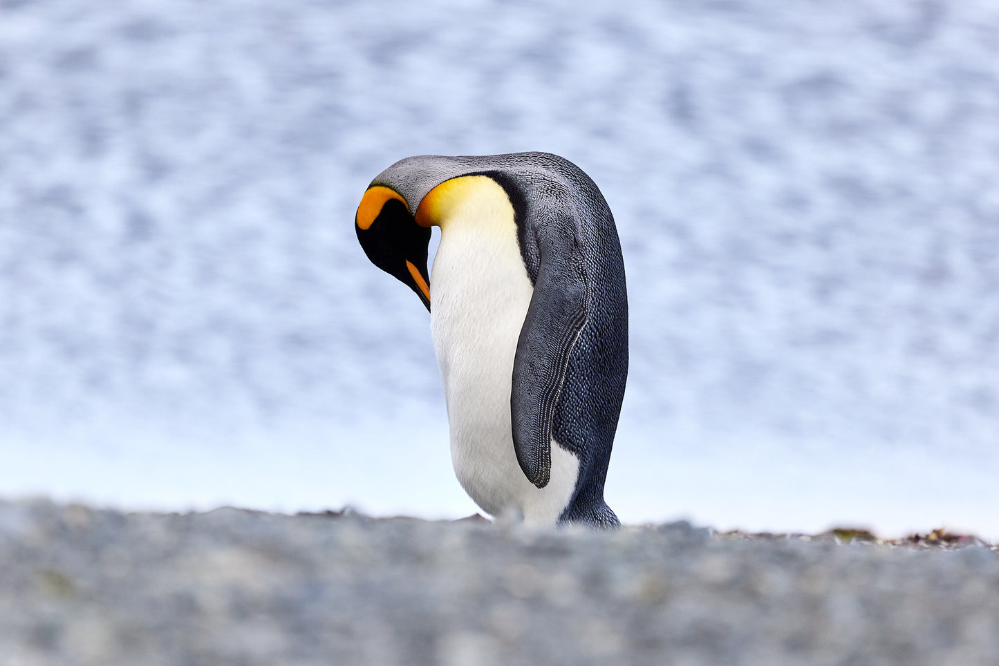 Take a bow - King Penguin, Macquarie Island
