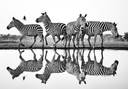 Rhythm of the wild - Zebras, Kenya