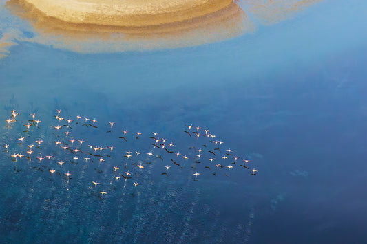 Ripples - Flamingos, Kenya