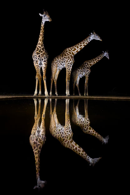 Tall towers - Giraffes, Kenya