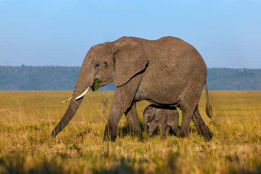 Watchful eye - Elephants, Kenya
