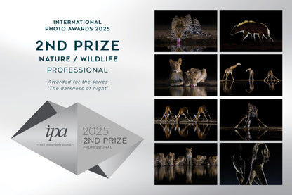 Midnight hunters - Lions, Kenya