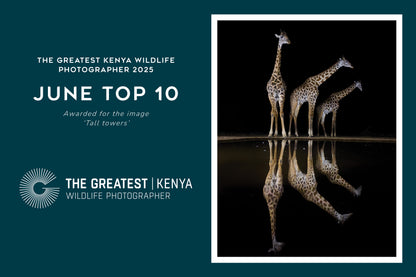 Tall towers - Giraffes, Kenya