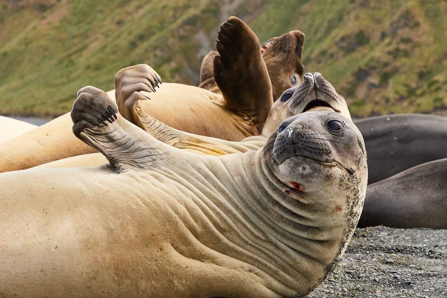 Flex - Elephant Seals, Macquarie Island