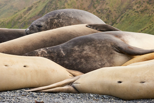 Stacked - Elephant Seals, Macquarie Island : Subantarctic Islands