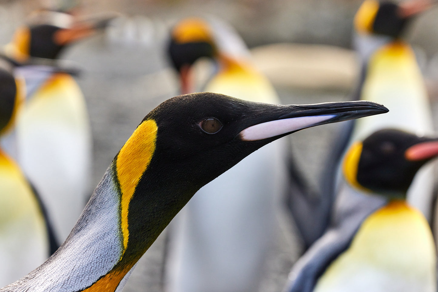 King penguins - Macquarie Island