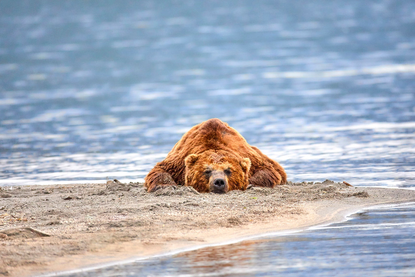 Lazy days - Brown bear, Kamchatka Russia