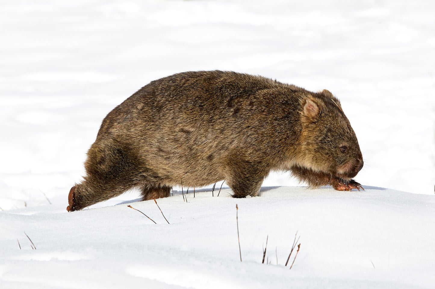 Wombat walk - Wombat, Cradle Mountain Tasmania