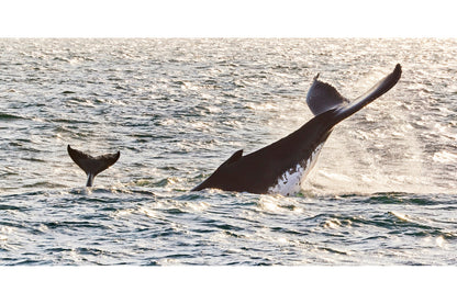Tail time - Humpback whales, Gold Coast Australia