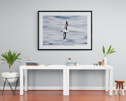 Easy glider - Black-Browed Albatross, Antarctica
