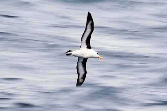 Easy glider - Black-Browed Albatross, Antarctica