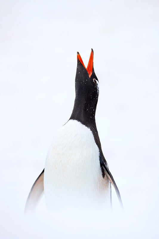 Penguin song - Gentoo penguin, Antarctica
