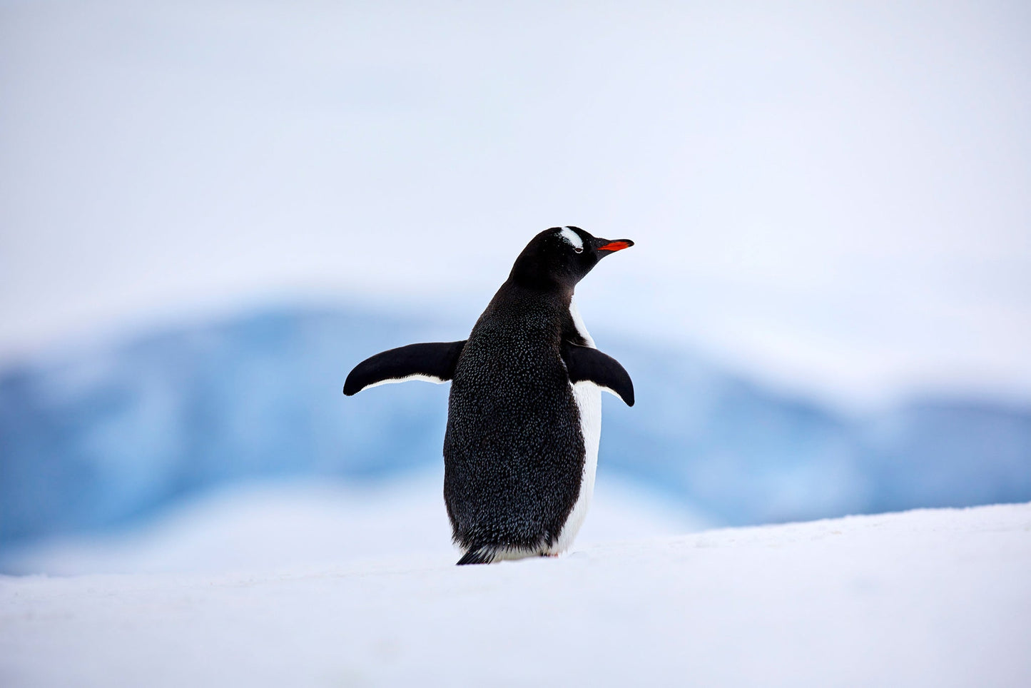 Stretching out - Gentoo penguin, Antarctica