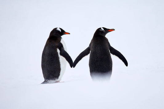 Togetherness - Gentoo penguins, Antarctica