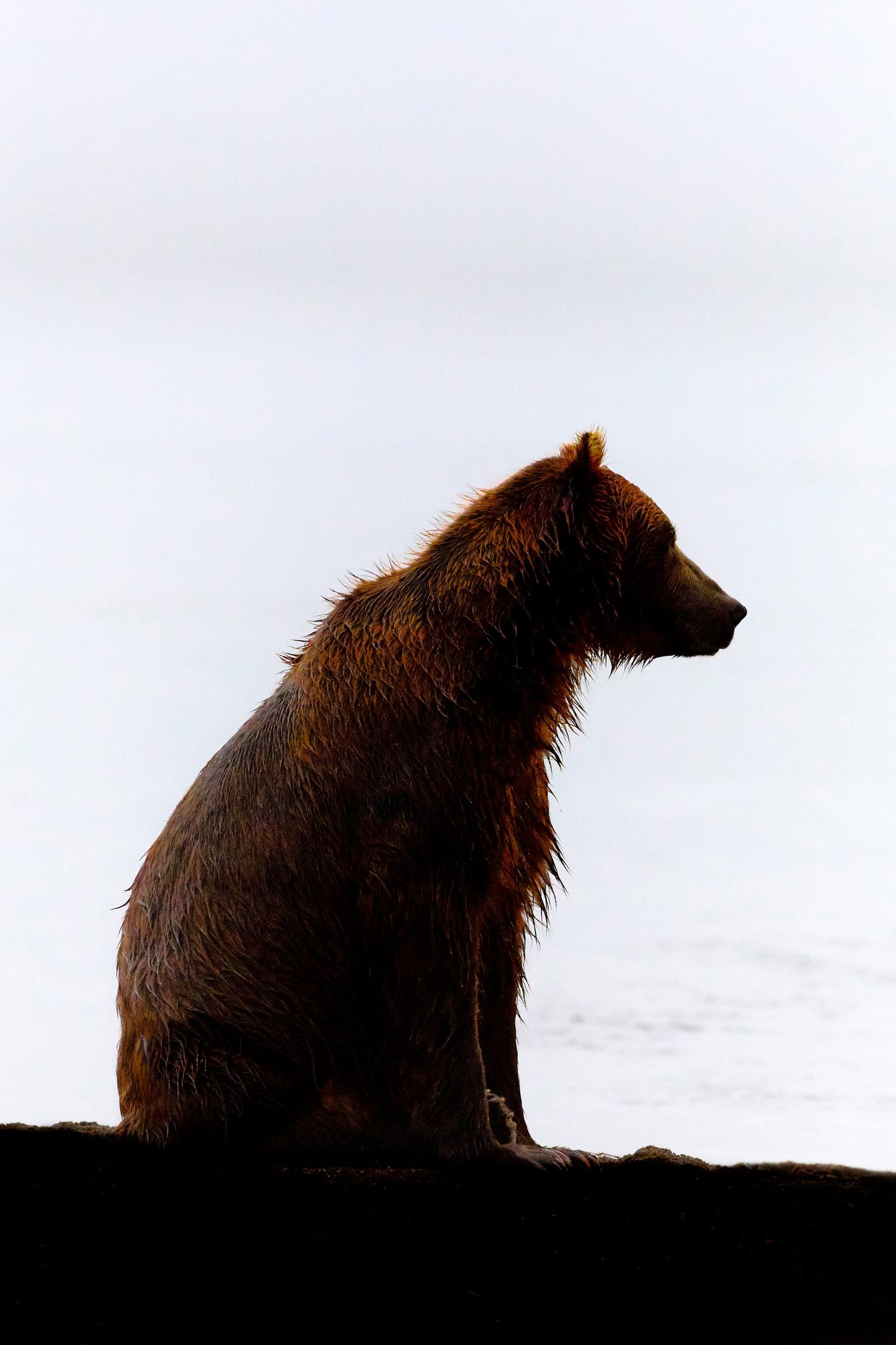 Silent sentinel - Brown bear, Kamchatka Russia