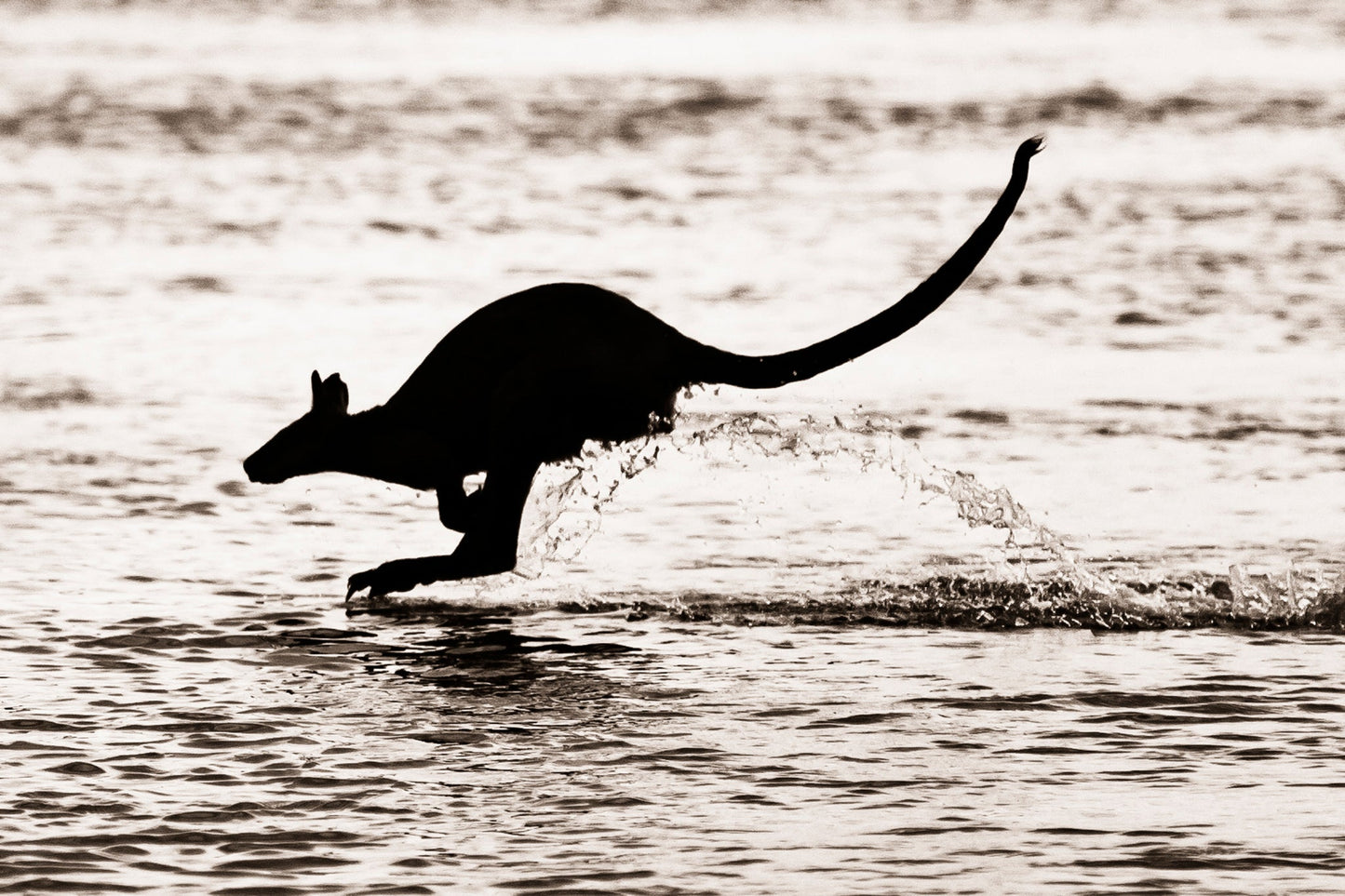 Hopping on water - Kangaroo, Hastings Point New South Wales
