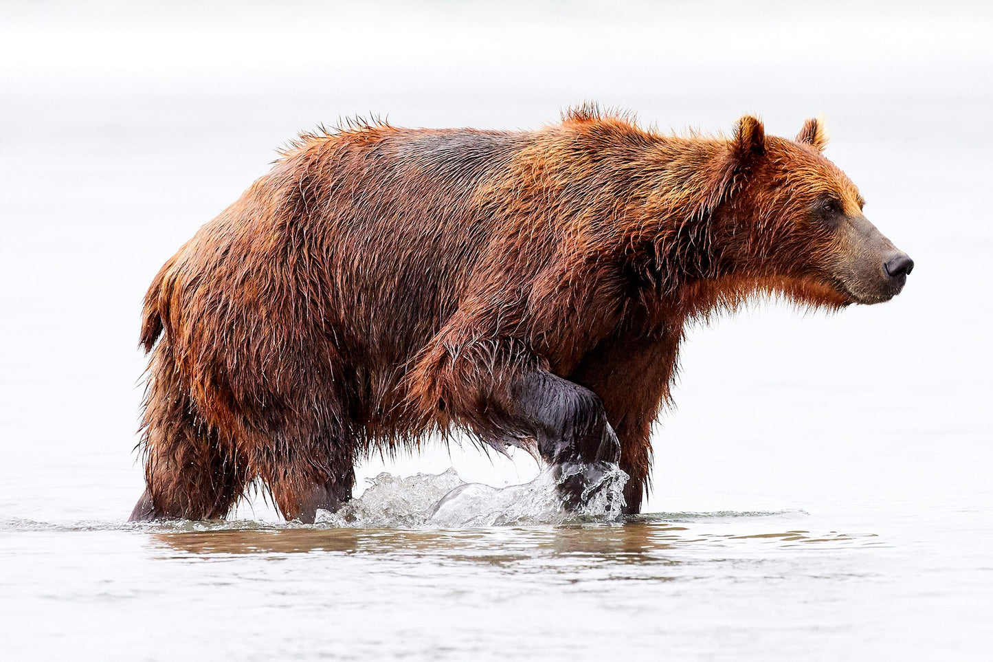 The hunter - Brown bear, Kamchatka Russia