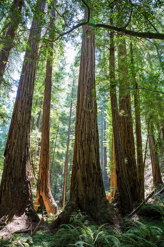 Redwood forest - Muir Woods San Francisco, California USA