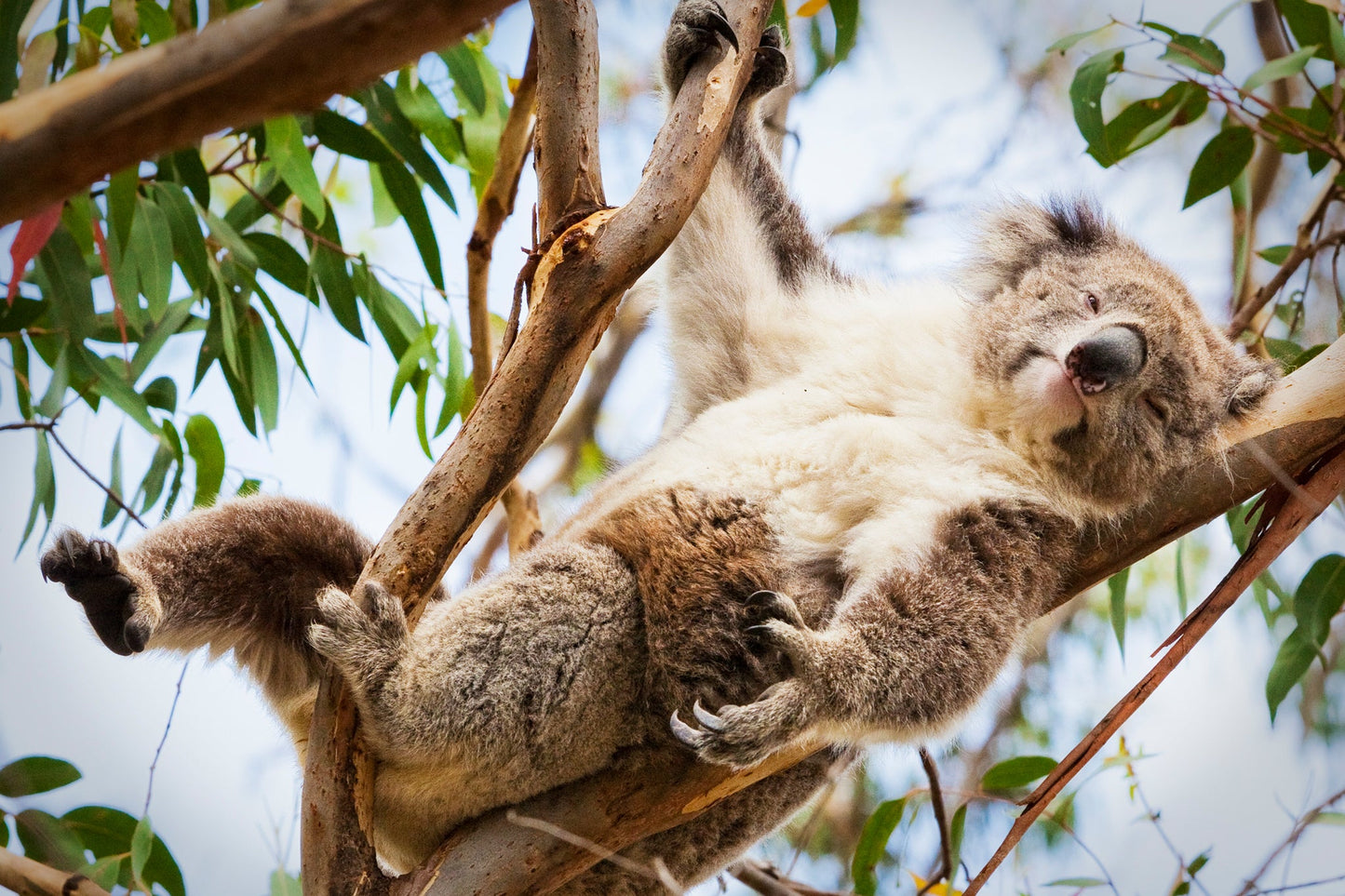 Just chillin' - Koala, Great Ocean Road Victoria