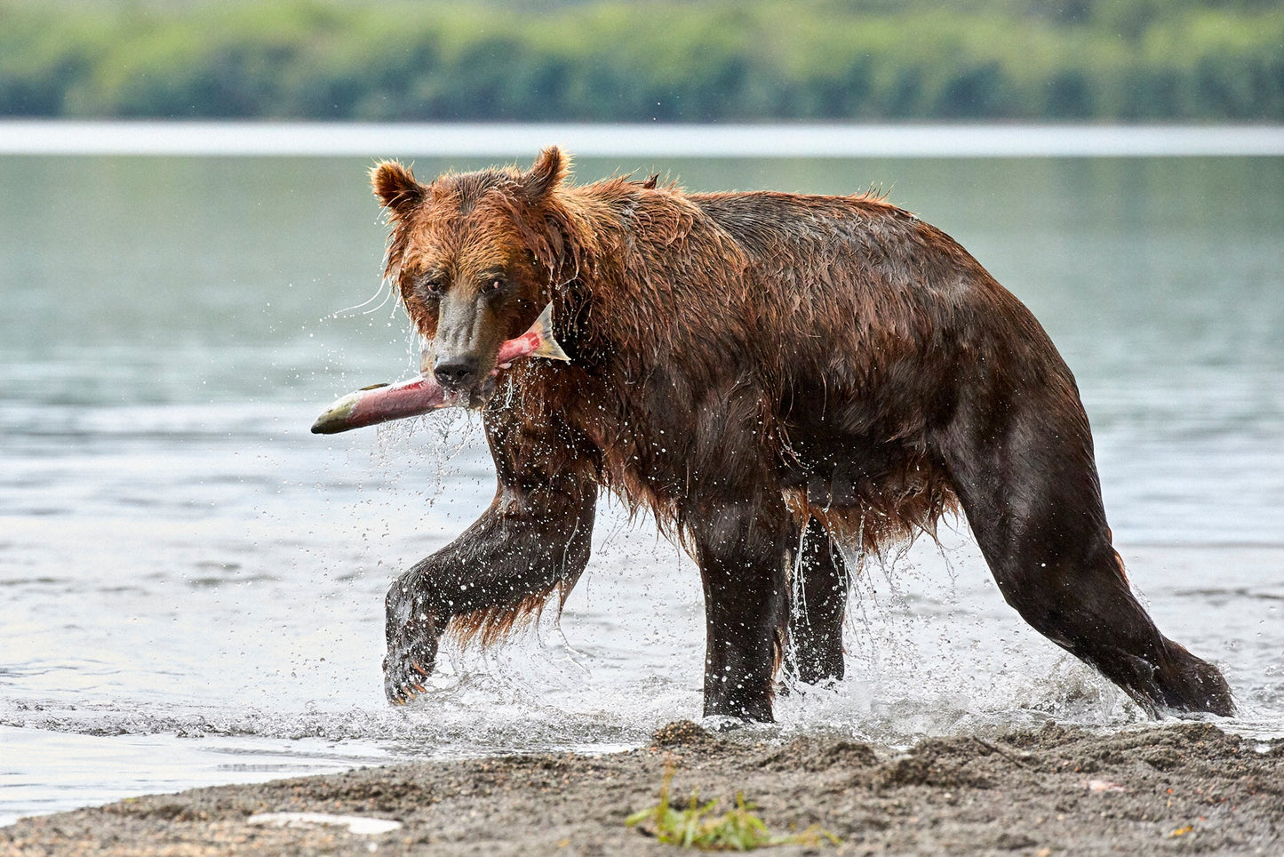 All mine - Brown bear, Kamchatka Russia