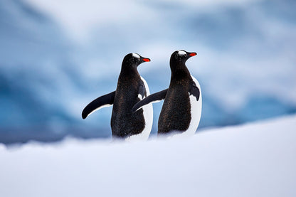 Paired up - Gentoo penguins, Antarctica