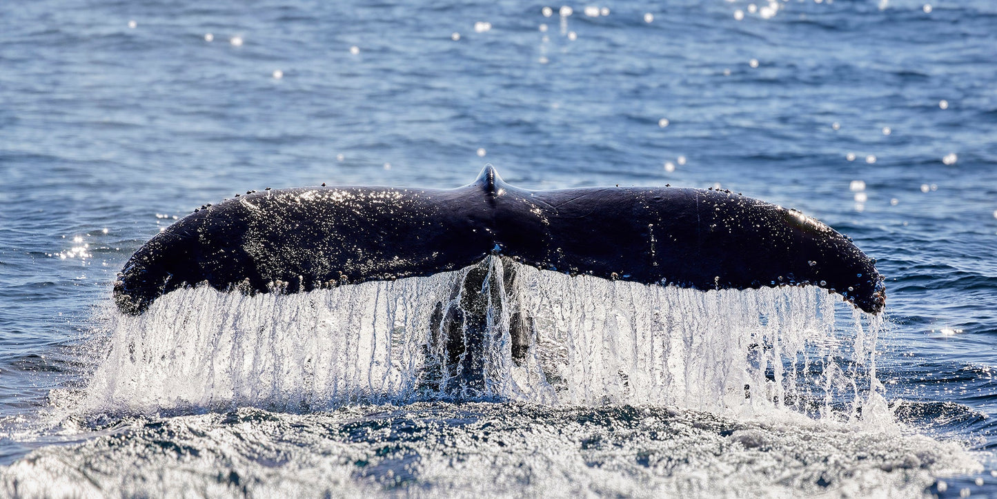 All that glitters - Humpback whale, Gold Coast Australia