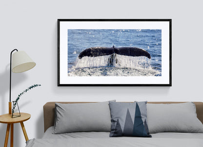 All that glitters - Humpback whale, Gold Coast Australia