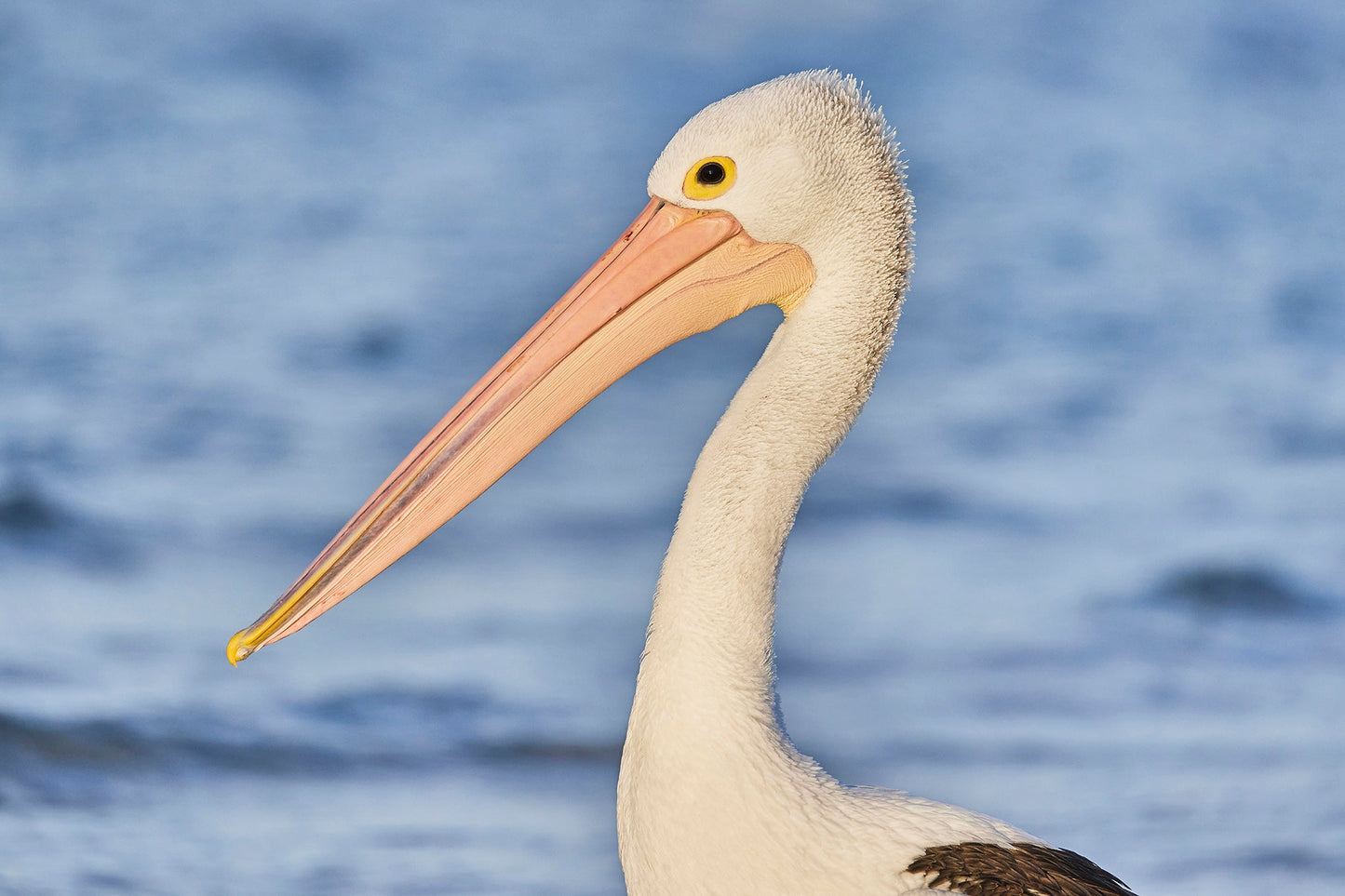 Stand proud - Pelican, Burrum Heads Queensland