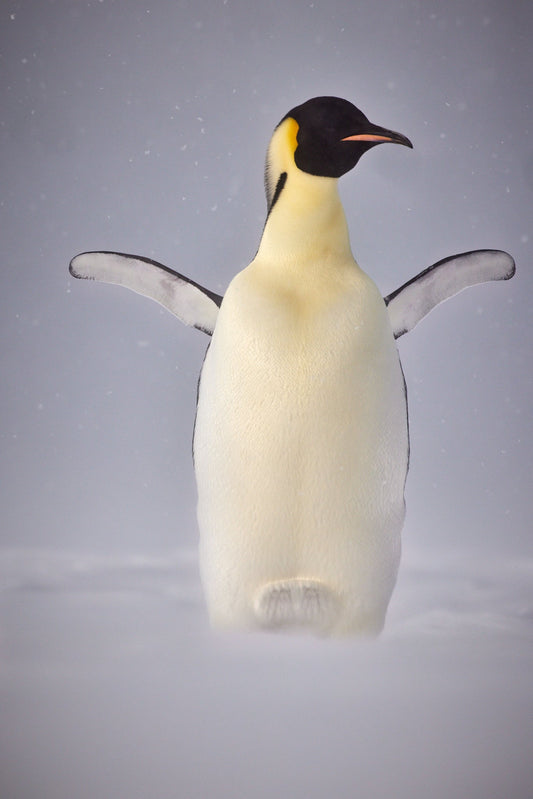 Dream dancer - Emperor Penguin, Antarctica