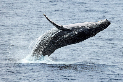 Lift off - Humpback whale, Gold Coast Australia