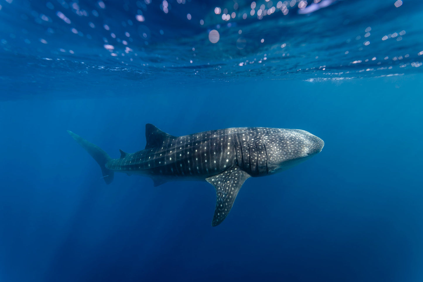Gentle giant - Whale Shark, Ningaloo Reef Western Australia