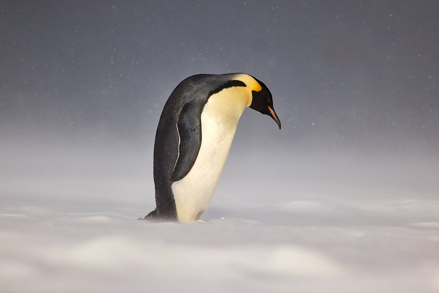 Snow fall - Emperor Penguin, Ross Sea Antarctica