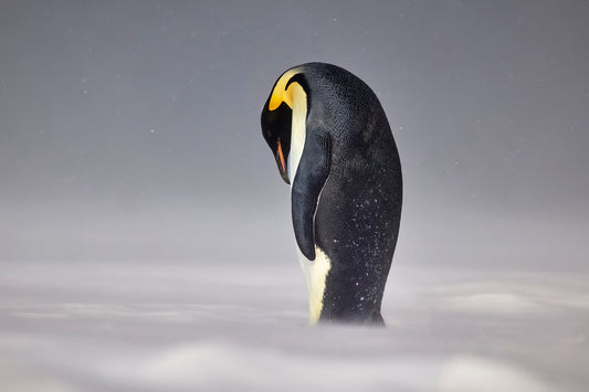 Emperor's rule - Emperor Penguin, Antarctica