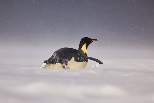 Slip slidin' away - Emperor Penguin, Ross Sea Antarctica