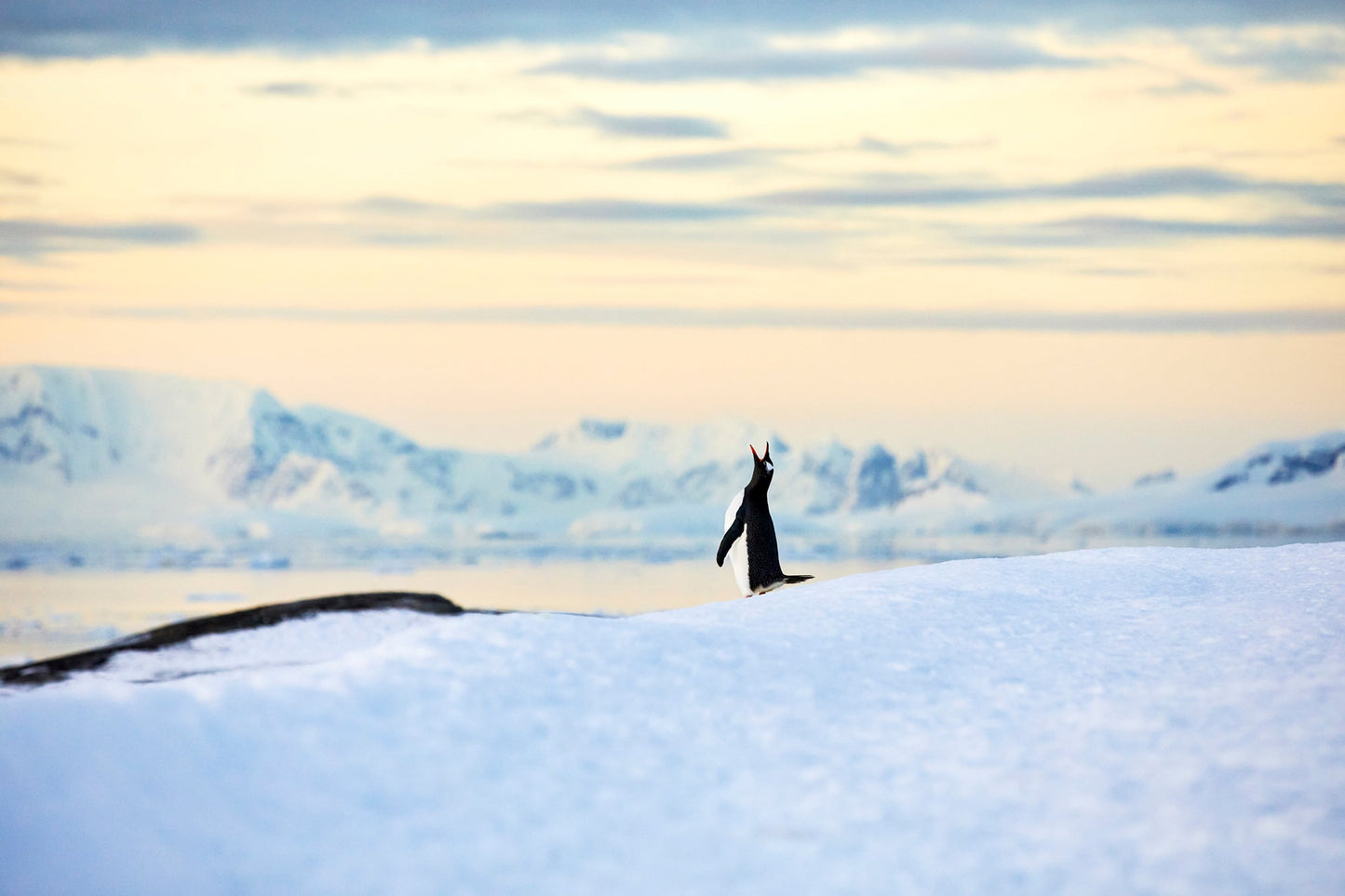 Sunset call - Gentoo penguin, Antarctica