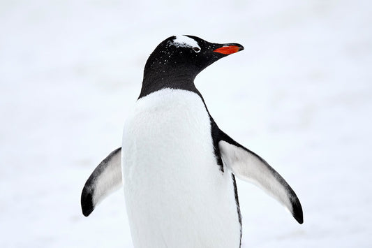 Strike a pose - Gentoo penguin, Antarctica