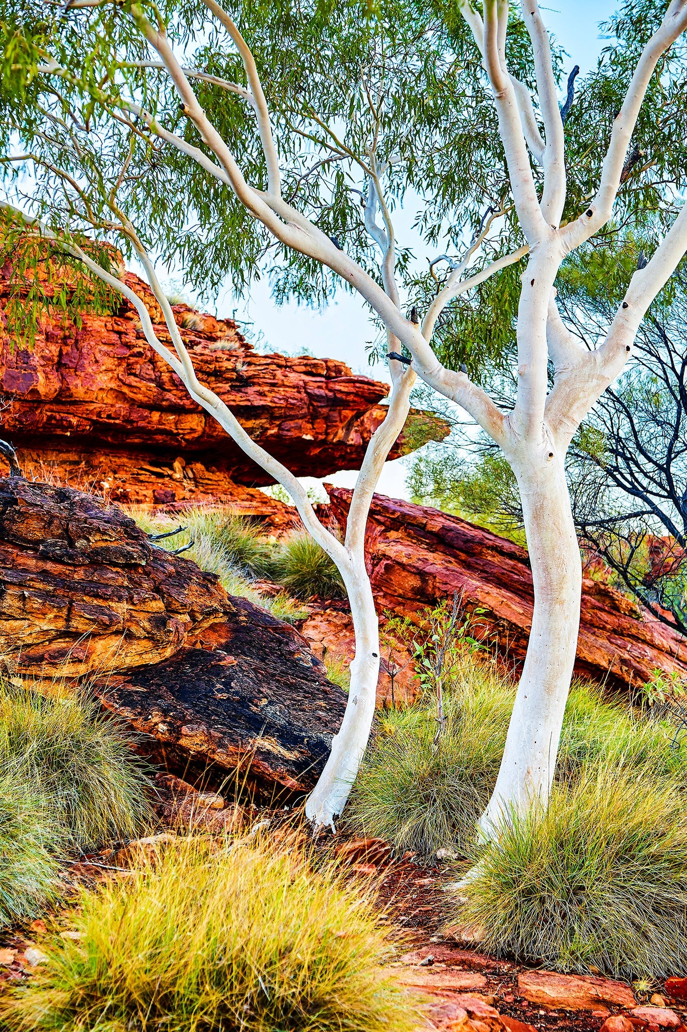 Ghost dance - Ghost Gums at Kings Canyon, Northern Territory